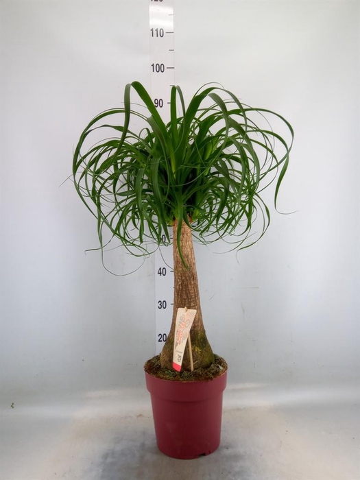 <h4>Beaucarnea recurvata</h4>