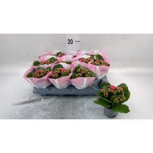 Kalanchoe   ...mini