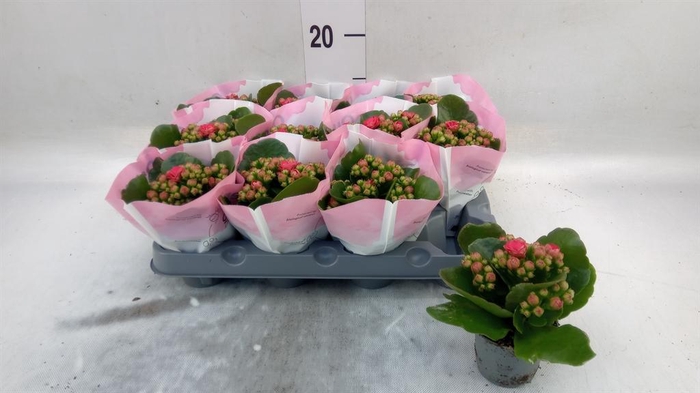 <h4>Kalanchoe   ...mini</h4>