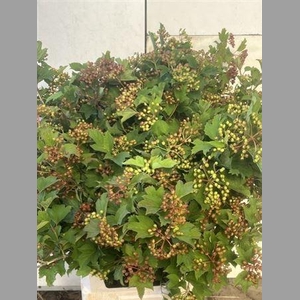Viburnum Opulus