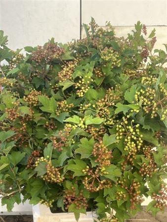 <h4>Viburnum Opulus</h4>
