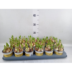 Narcissus  'Tete a tete'