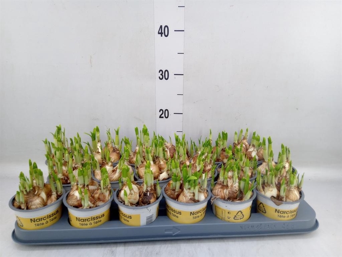 <h4>Narcissus  'Tete a tete'</h4>