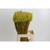 Kniphofia Eycone Yellow