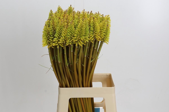 Kniphofia Eycone Yellow
