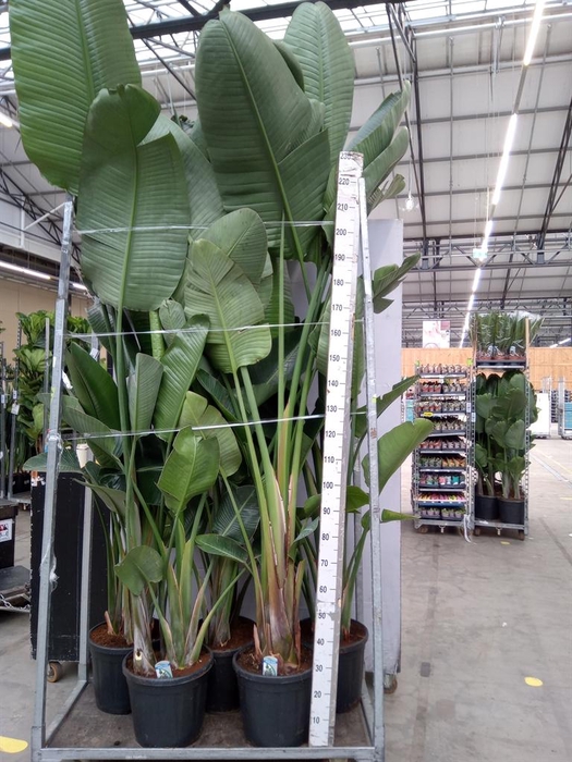 <h4>Strelitzia nicolai</h4>