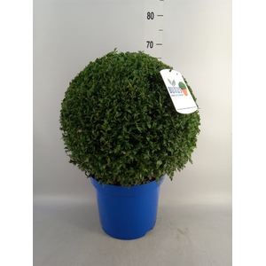 Buxus semp.   ...