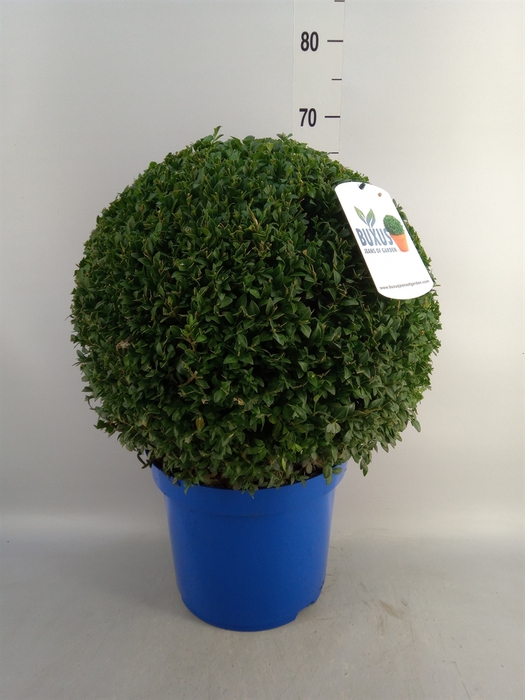 <h4>Buxus semp.   ...</h4>