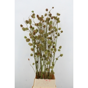 GLYCYRRH YUNNANEN ZD 140CM