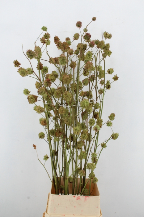 <h4>GLYCYRRH YUNNANEN ZD 140CM</h4>