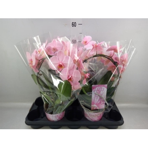 Phalaenopsis   ...
