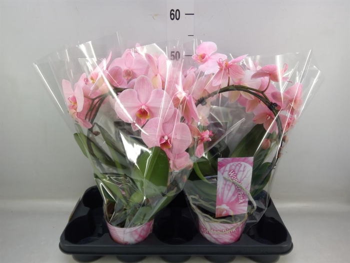 <h4>Phalaenopsis   ...</h4>