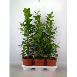 Ficus microcarpa 'Moclame'