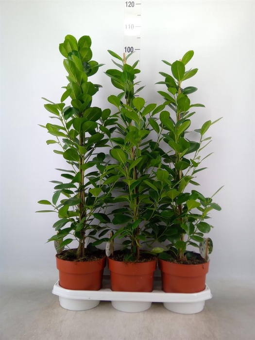 <h4>Ficus microcarpa 'Moclame'</h4>
