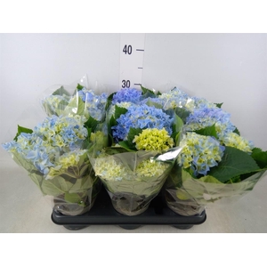 Hydrangea mac.   ...