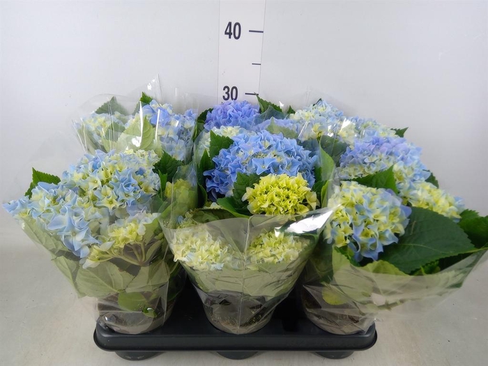 <h4>Hydrangea mac.   ...</h4>