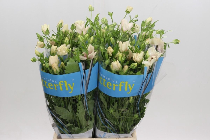 <h4>Ranunculus Butterfly Melissa</h4>