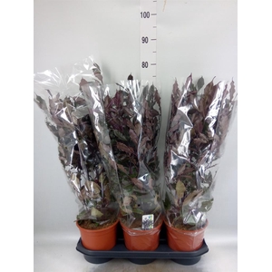 Leea guineensis 'Burgundy'