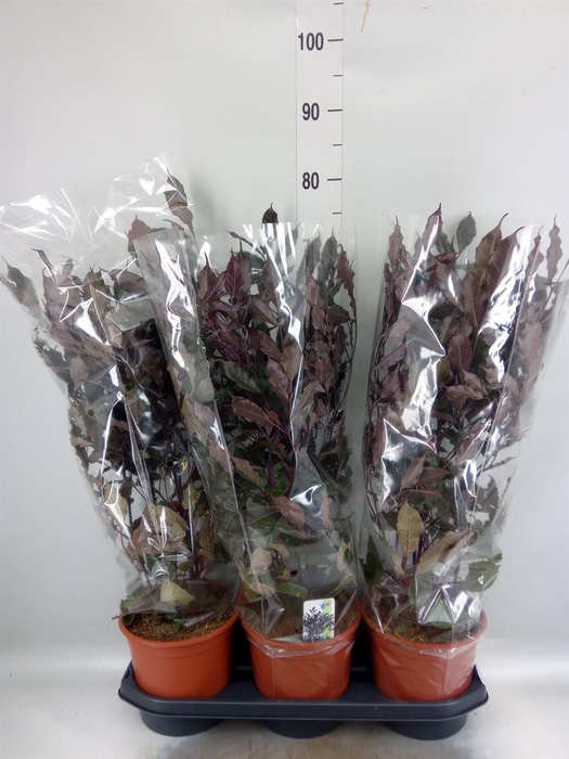 <h4>Leea guineensis 'Burgundy'</h4>