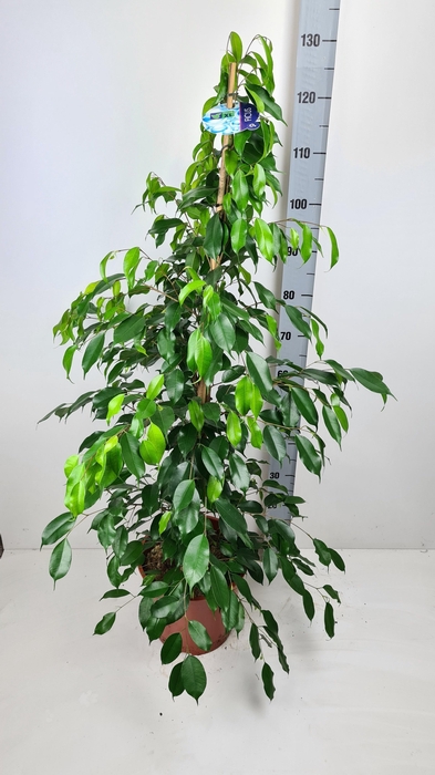 <h4>FIC BE EXOTICA</h4>