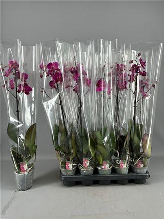 <h4>Phal Ov Paars 1 Branche 6+</h4>