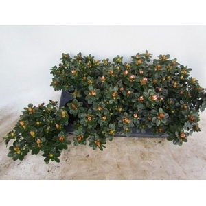 RHODO SI SACHSENSTER