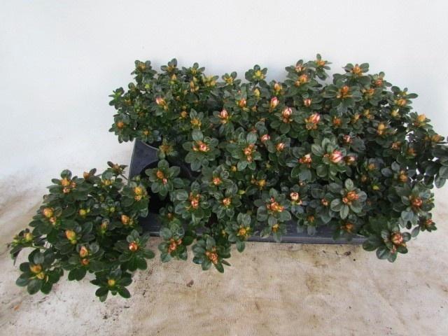 <h4>RHODO SI SACHSENSTER</h4>