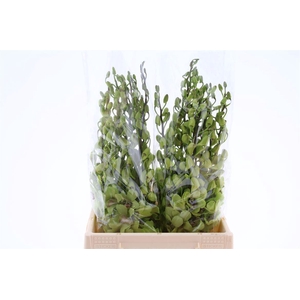 Dendro Green Sg
