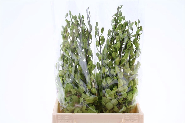 <h4>Dendro Green Sg</h4>