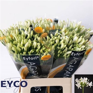 Agap Eyfori White