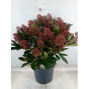 Skimmia jap. 'Rubella'