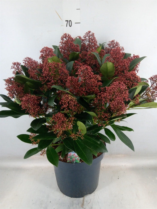 <h4>Skimmia jap. 'Rubella'</h4>