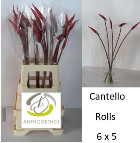 <h4>ANTH A CANTELLO Rolls 6x5</h4>