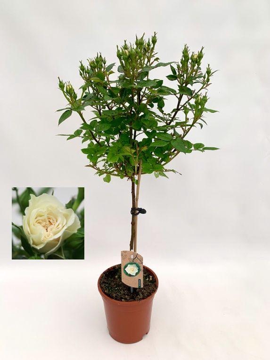 <h4>Roos op stam, wit</h4>