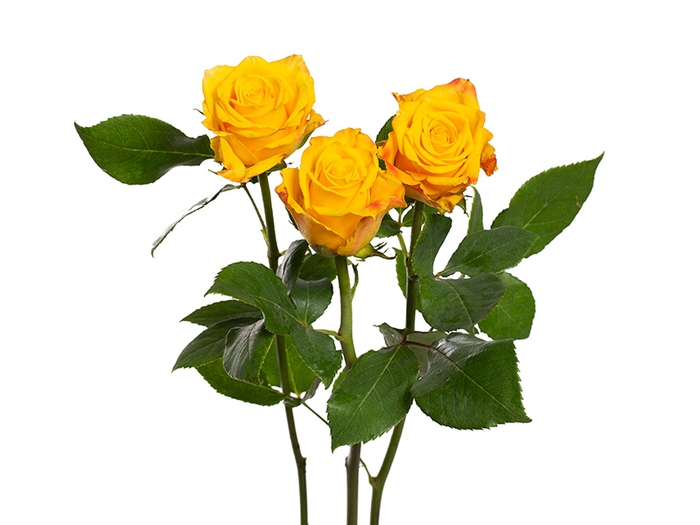 <h4>ROSA YELLOW SUNSET 040 CM ESTUFA</h4>