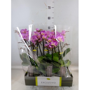 Phalaenopsis multi.   ...rose