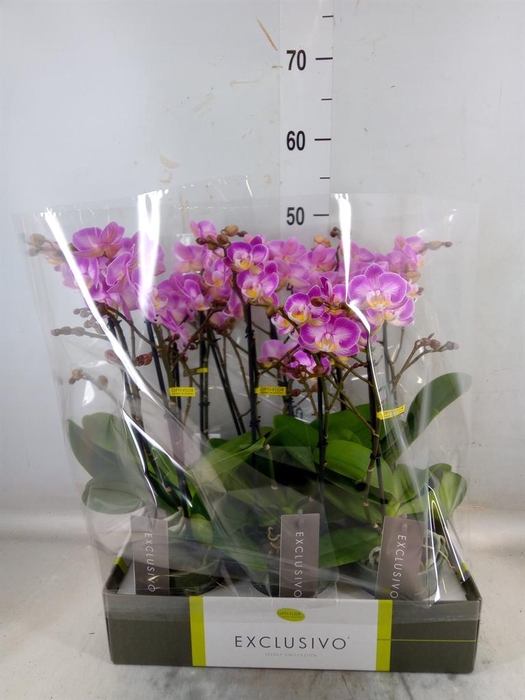 <h4>Phalaenopsis multi.   ...rose</h4>