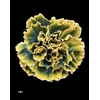 Dianthus St Gothic Yellow
