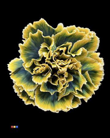 Dianthus St Gothic Yellow