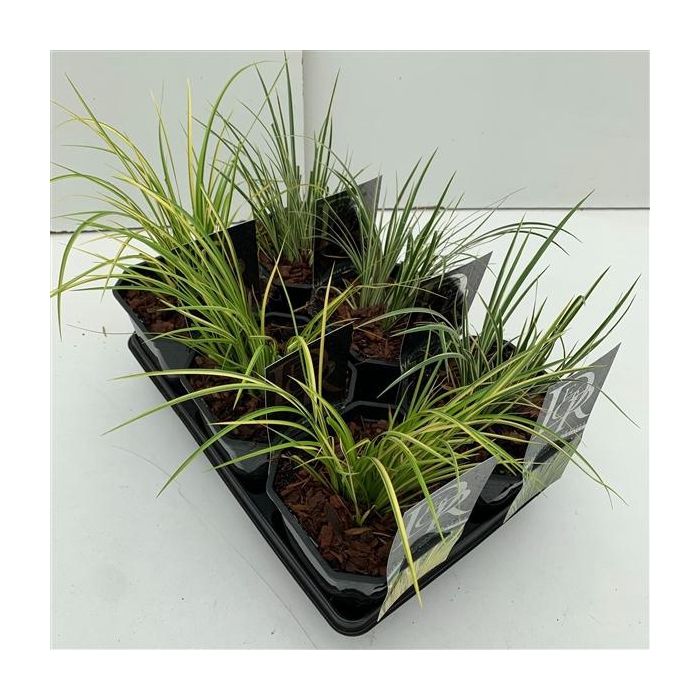 <h4>Acorus mix in tray</h4>