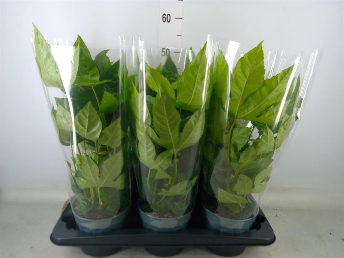 <h4>Fatsia japonica   ...</h4>