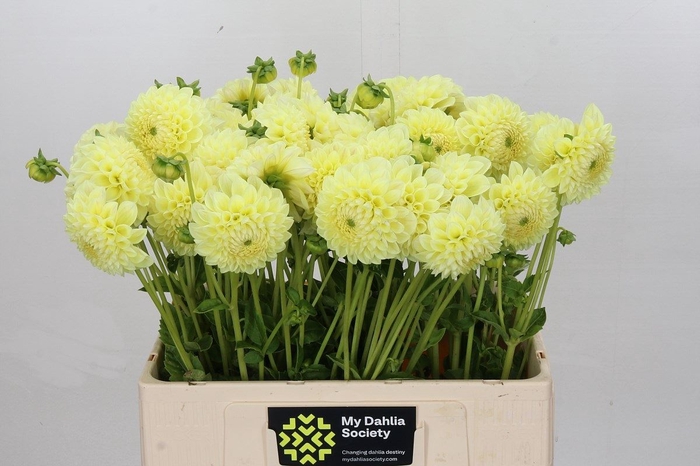 <h4>Dahlia DE 'Banana Baby'</h4>