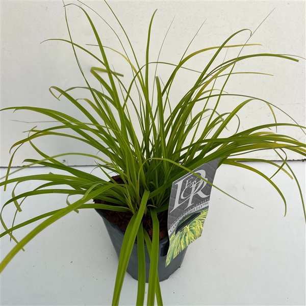 <h4>Graminées Carex 'Everillo'</h4>