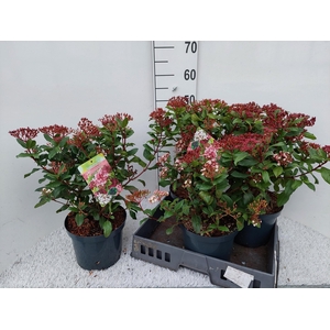 VIBU TINUS GWENLLIAN