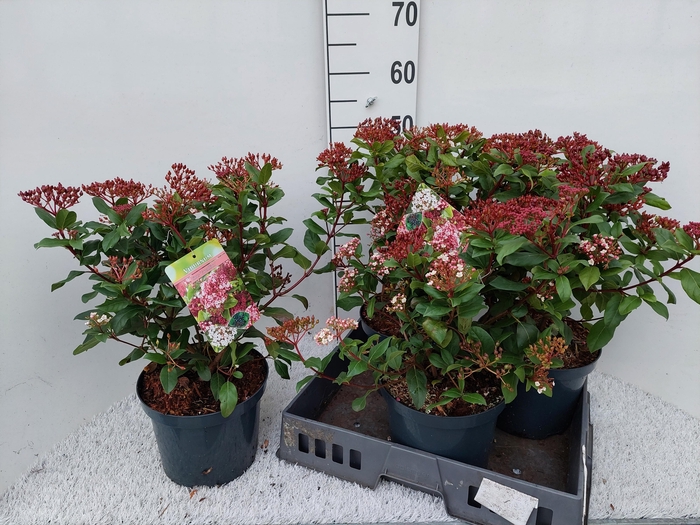 <h4>VIBU TINUS GWENLLIAN</h4>