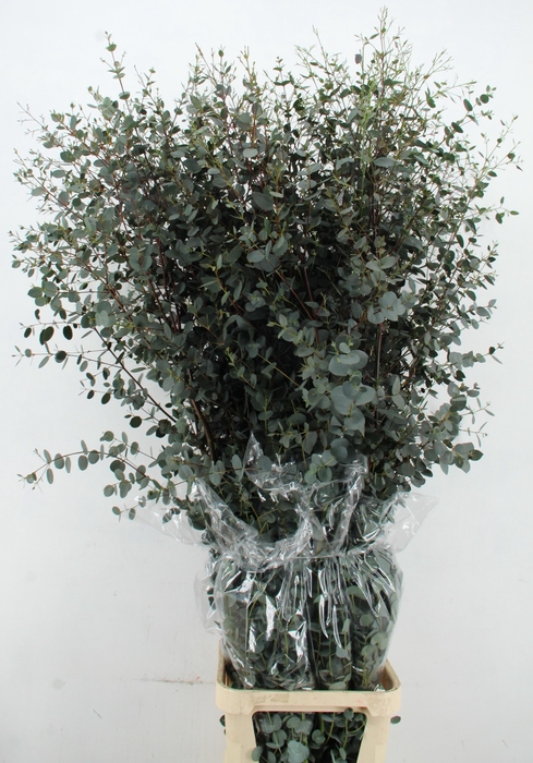 <h4>EUCA OVERIG 185CM</h4>