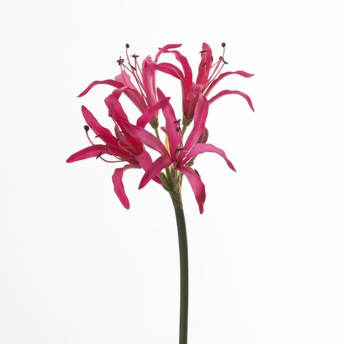 Af Nerine L65cm Beauty