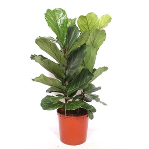 Ficus Lyrata 3 pp FiLy34Tf