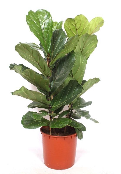 <h4>Ficus Lyrata 3 pp FiLy34Tf</h4>