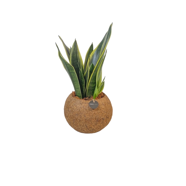 <h4>Kokodama 15 cm Sansevieria mix (No string)</h4>